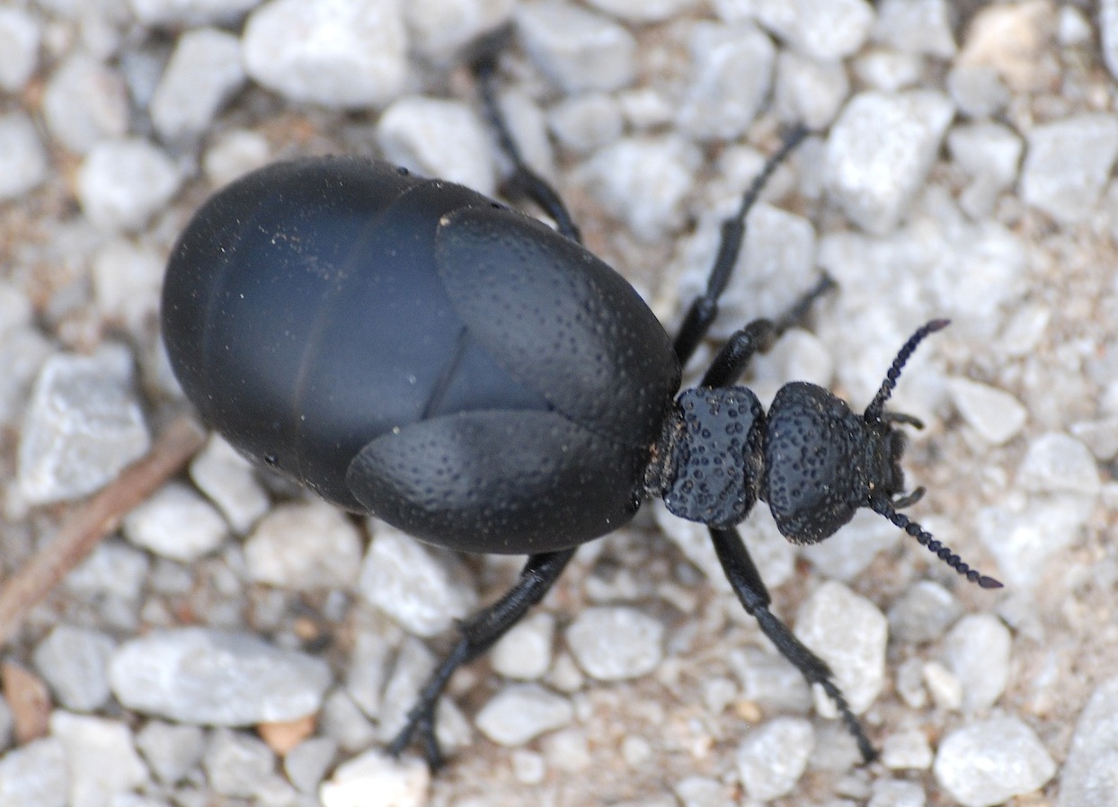 ID 2 - Meloe tuccius ssp. corrosus